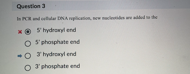 <ul><li><p>3’ <strong>Hydroxyl</strong> End.</p></li></ul><p></p>