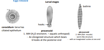 <p><strong>PSEUDOPHYLLIDEA</strong></p><p>Genus</p><p>How many?</p><p>Diagnosis</p>