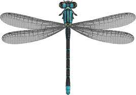 What is this species