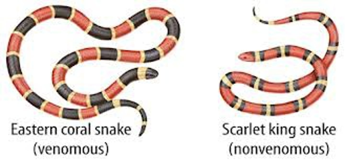 <p>The resemblence of one species to another species</p>