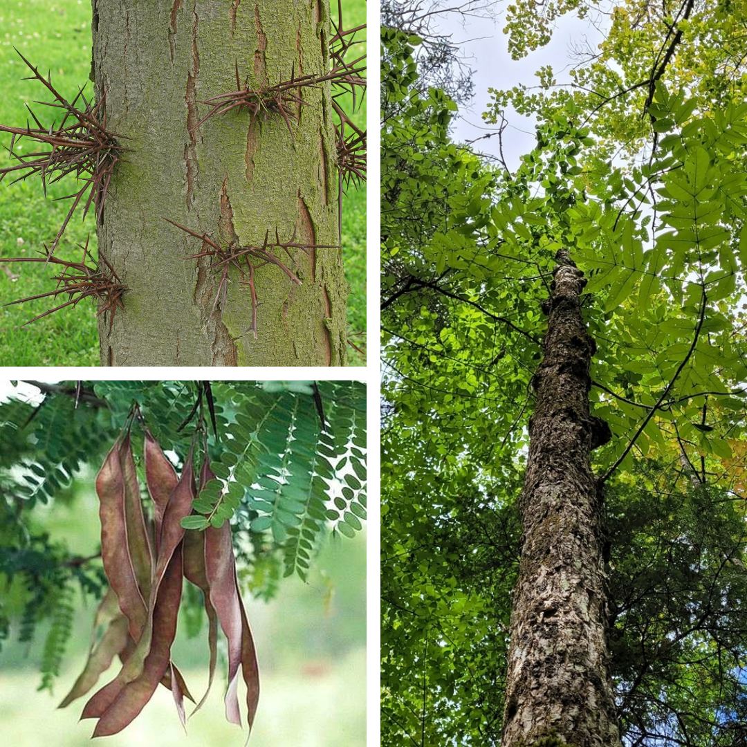 Honey Locust:

shield like, flakey bark, long bean seed pods, edible green pulp, clusters of sharp thorns (modified stems), bi-pinnately compound leaves