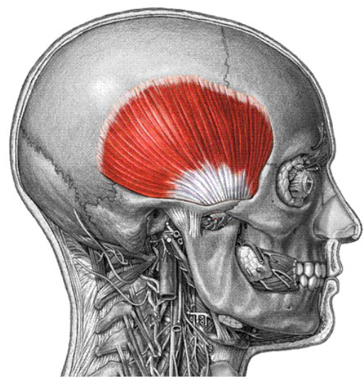 <p>Origin: temporal fossa Insertion: coronoid process of mandible action: closes jaw</p>