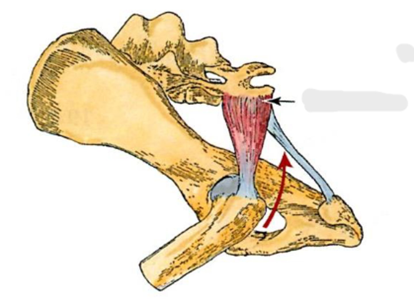 <p>Action of piriformis</p>