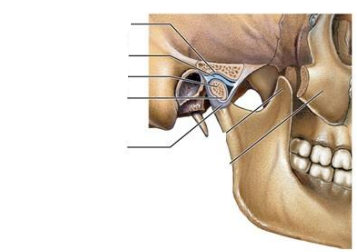 <p>What is the sectional view of the temporomandibular joint? What does it consist of? (5)</p>
