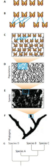 <p>A. individual organisms within a pop</p><p>B. parents produce offspring</p><p>C. lines of descent persist across generations</p><p>D. a population is an aggregation of the genetic lineages of the individuals they contain</p><p>E. a species is made of many populations, linked by gene flow</p><p>F. individual species split to give rise to multiple species</p><p>G. a phylogeny shows the relationships and evolutionary histories of species</p>