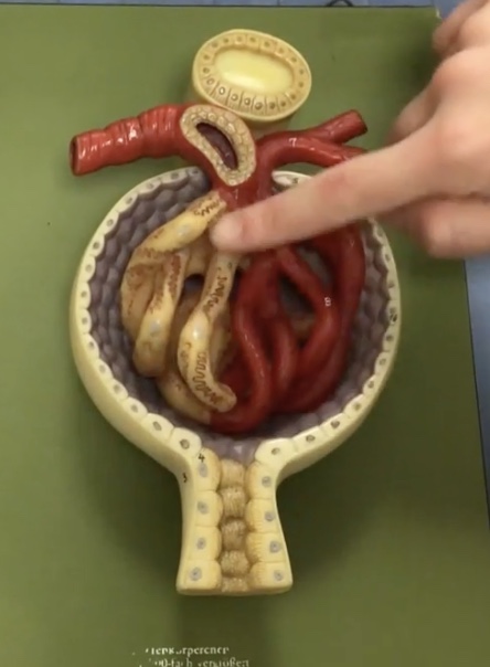 <p>Description: Vessel carrying blood into the renal corpuscle</p><p>Function: Supplies blood to the glomerulus</p>