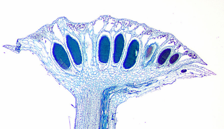 <p>Vad kollar du på, och från vilket fylum? Vad är funktionen av det du kollar på? Peka ut anteridier och spermatogen vävnad</p>