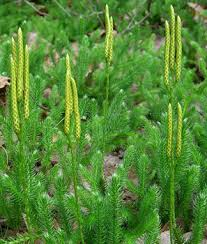 <p>Microphyll leaves, no seeds</p>