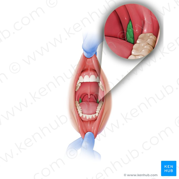 <p>A pair of lymphoid tissues located on either side of the oropharynx, between the palatoglossal and palatopharyngeal arches.</p>