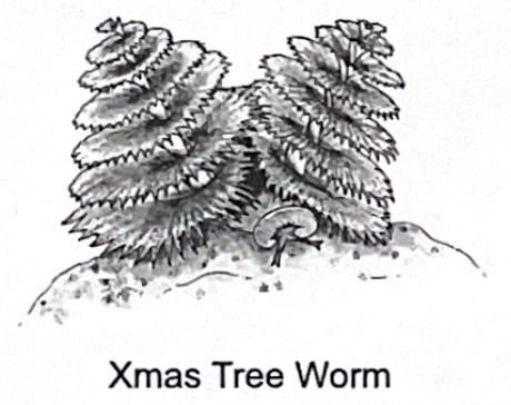 <p>xmas tree worm SP</p>