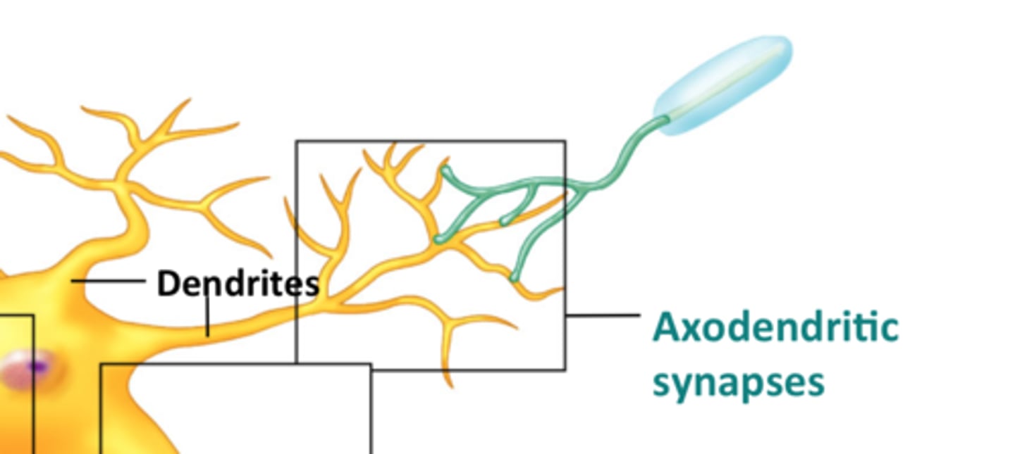 <p>axon to dendrite</p>