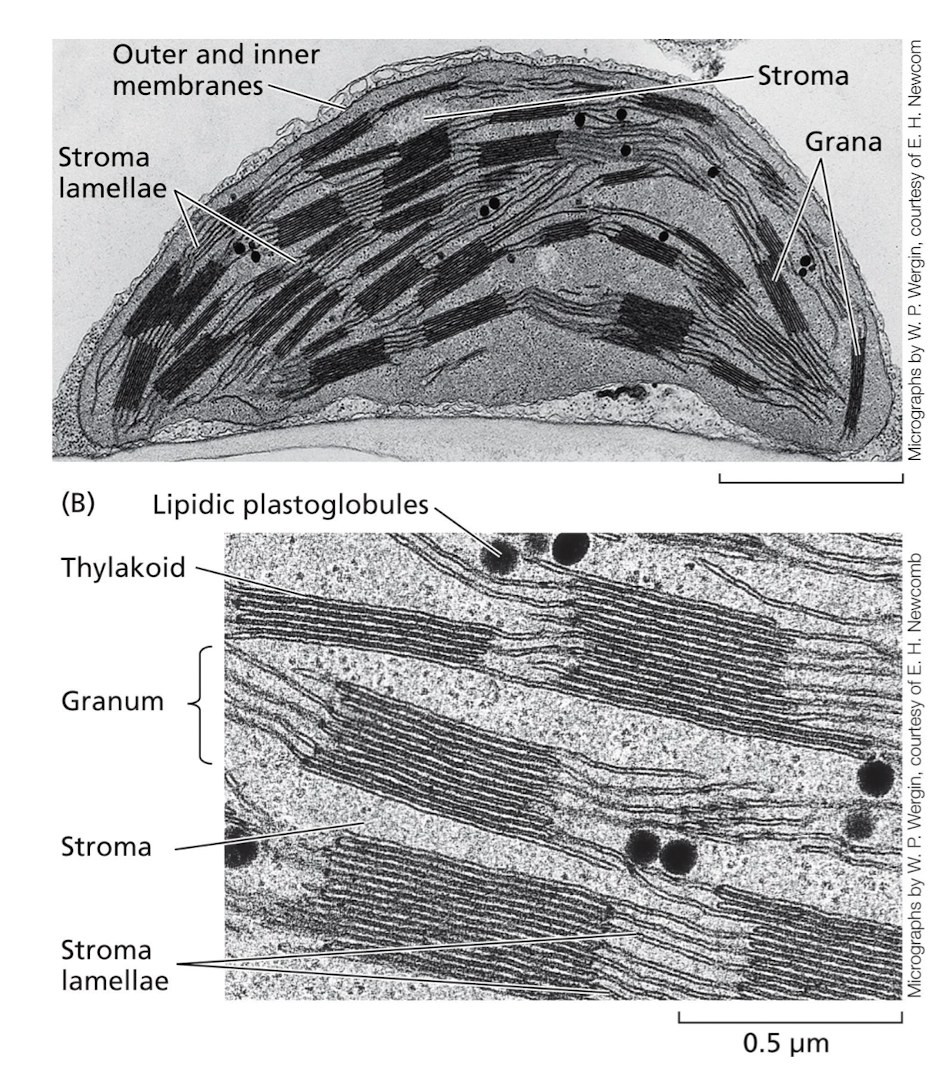 <p>A chloroplast is the double-membraned organelle where photosynthesis occurs found in the cells of the mesophyll of a leaf</p><ul><li><p>3 membranes: <strong>outer, inner, and thylakoid</strong>. </p></li><li><p>Thylakoids stack into <strong>grana</strong> and are surrounded by <strong>stroma.</strong></p></li><li><p>Proteins and pigments (chlorophyll) that function in photosynthesis are <u>embedded in the thylakoid membrane.</u></p></li><li><p>Adjacent grana are connected by unstacked membranes called <strong>stroma lamella</strong> (plural: lamellae)</p></li></ul><p></p>