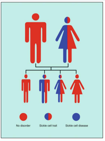 <p><span>Roxanne is heterozygous for sickle cell anemia. If she has offspring with a homozygous partner who does not have sickle cell anemia, what is the likelihood that Roxanne’s offspring will have sickle cell anemia? </span></p><p><span>a) 0% </span></p><p><span>b) 25% </span></p><p><span>c) 50% </span></p><p><span>d) 75% </span></p><p><span>e) 100%</span></p>