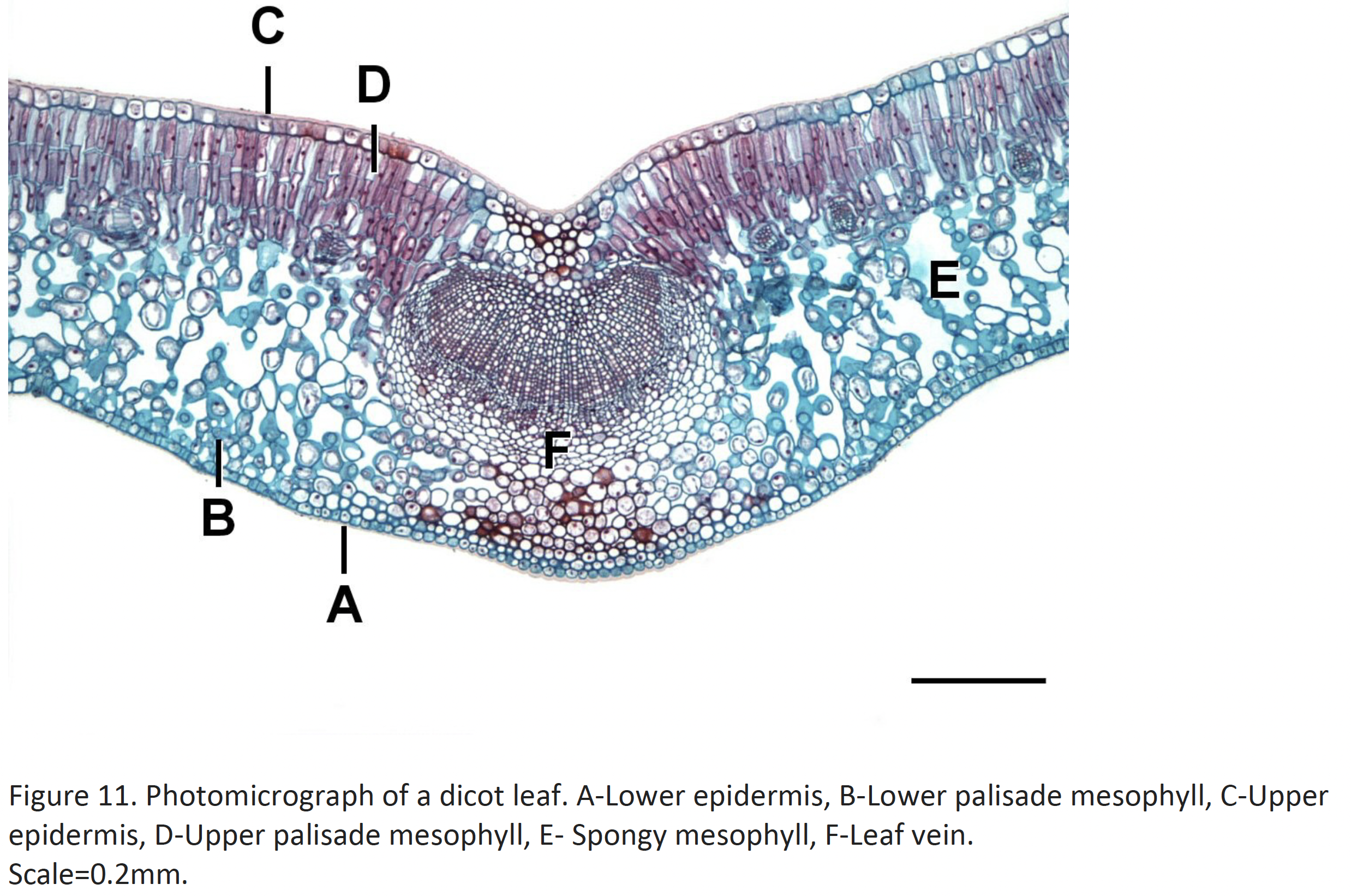 <p>Eudicot or monocot</p><p></p>
