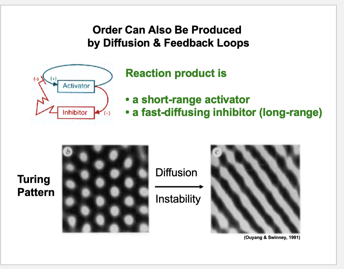 <ul><li><p>Turing patterns: a Turing pattern can be produced if two conditions are met (this is order met in the system)</p><ul><li><p>A feedback loop that’s activating </p></li><li><p>An interlocked loop that is expressing an inhibitor that down regulates the loop that’s being activated </p></li></ul></li><li><p>Found also in the cell cycle </p></li><li><p>When these chemicals intermix, they can form an interaction product that is white under the correct conditions </p></li><li><p>By mixing the chemicals together, there is a very ordered pattern of spots </p><ul><li><p>This is a classic Turing pattern - the polka dots </p></li><li><p>This is what Turing predicted would happen under two conditions </p><ul><li><p>Short-range activating molecule </p></li><li><p>A fast-diffusing inhibitor (long-range) </p></li><li><p>Needs to be diffusing quickly from its source </p></li><li><p>If you change the stability of the system, that is, the concentration of the molecules locally within the system, a different pattern will emerge </p></li></ul></li><li><p>If there is instability in the concentration of molecules in the field of view, there is an instability emerging </p></li></ul></li></ul><p></p>