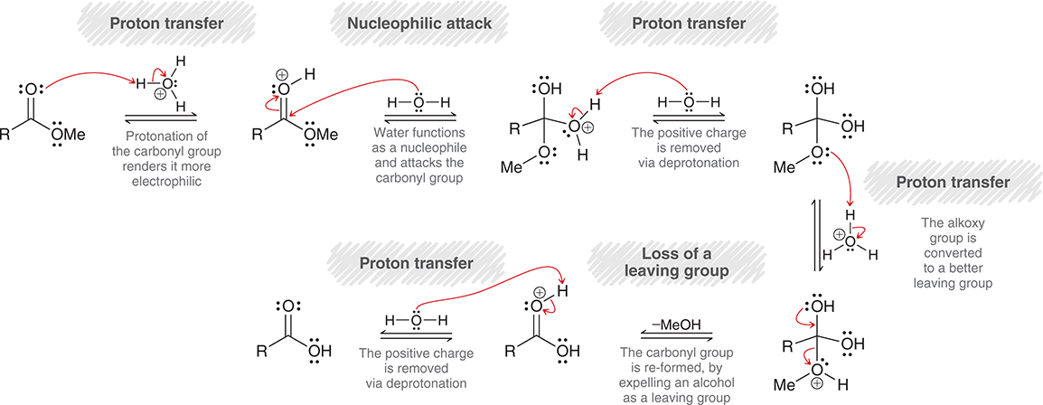 <ol><li><p><span>First, the O in carbonyl takes proton from hydronium ion</span></p></li><li><p><span>Then the H<sub>2</sub>O attacks carbonyl carbon</span></p></li><li><p><span>H<sub>2</sub>O then gets deprotonated&nbsp;</span></p></li><li><p><span>Ether group gets protonated</span></p></li><li><p><span>OH shifts electrons to make double bond, and then ether group leaves</span></p></li><li><p><span>Finally water deprotonates OH on carbonyl</span></p></li></ol><p></p>
