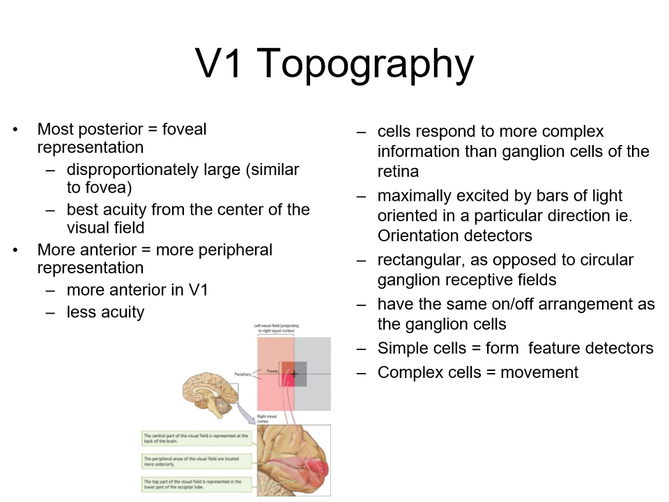 <p>most visual aquity will be in the foveal in the middle. Most posterior only edges and shadows demonstrated </p><p></p><p>More anterior = peripheral; representation</p>