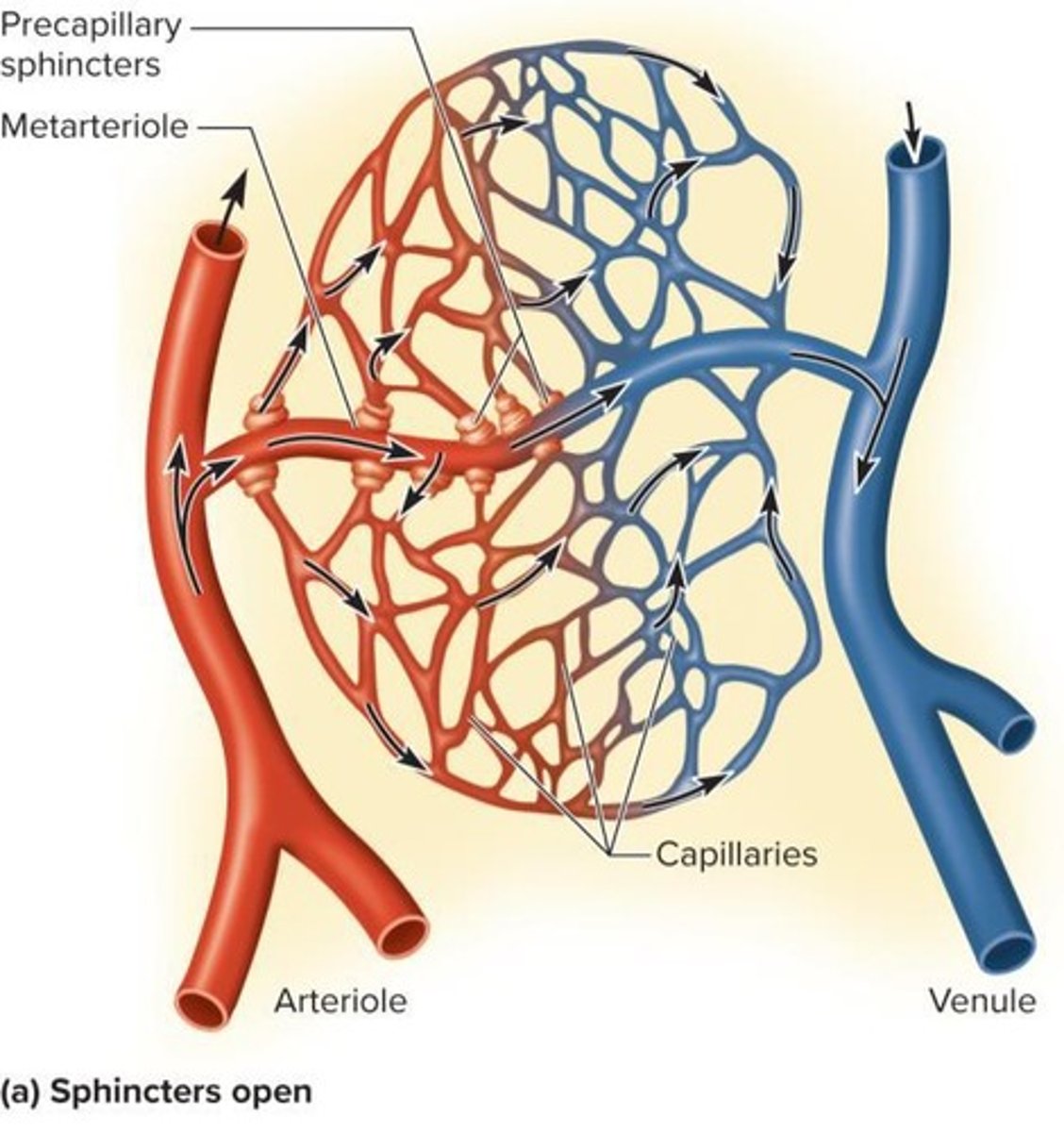 <p>Driven by hydrostatic pressure; water and small solutes are forced through capillary wall, leaving larger solutes in bloodstream.</p>