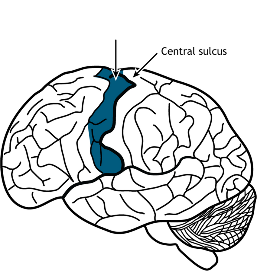 <p>What is this feature? does it process S or M info?</p>