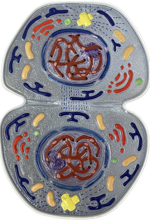 <p>Which phase does nuclear membranes reform, chromosomes uncoil, nucleoli reappear, cell has 2 complete nuclei?</p>