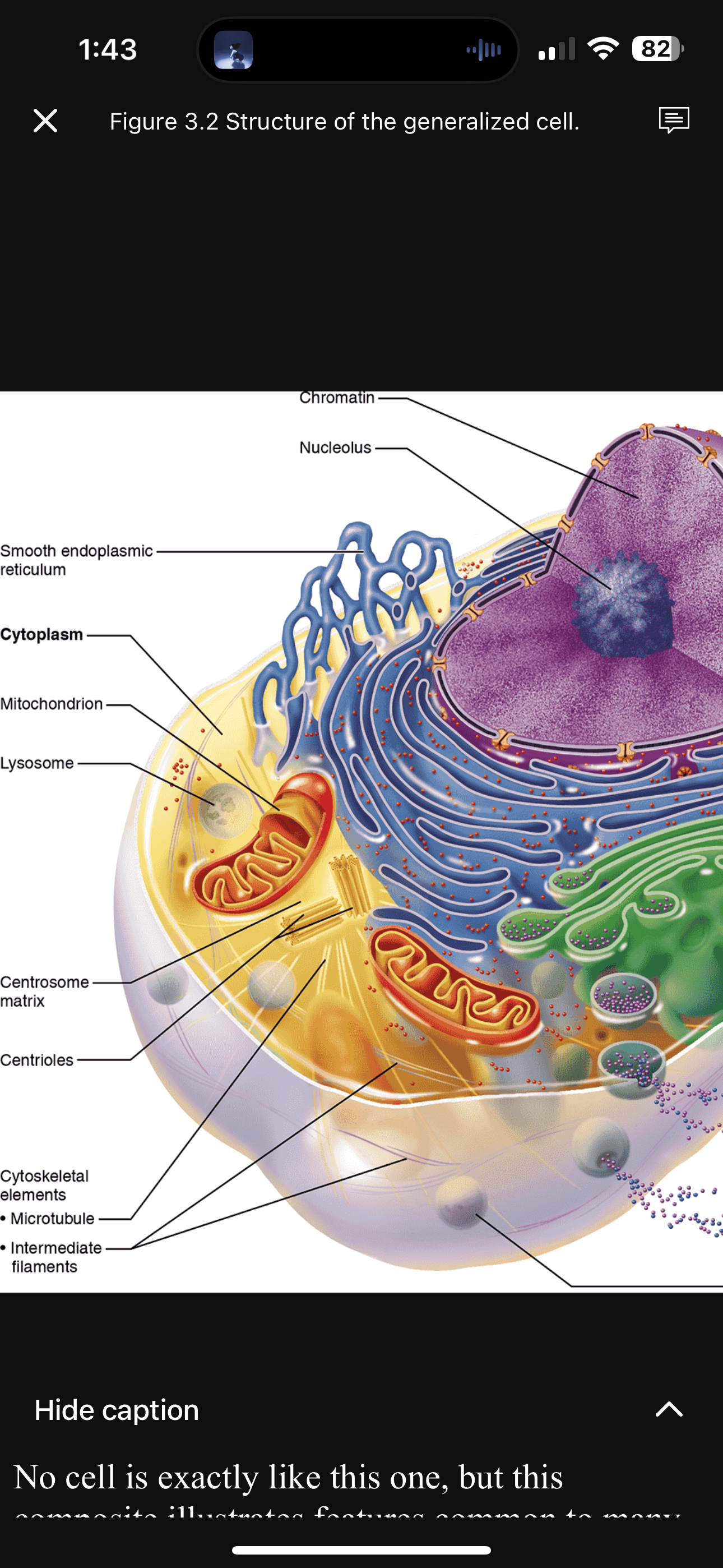<p>Cytoplasm</p>