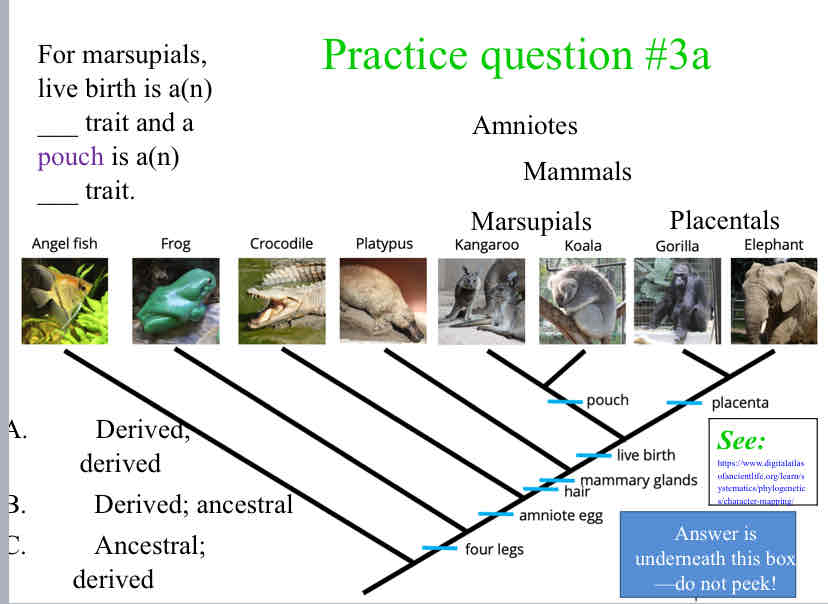 <p>Practice Question (Traits) - For marsupials, live birth is a(n) ___ trait and a pouch is a(n) ___ trait.</p>