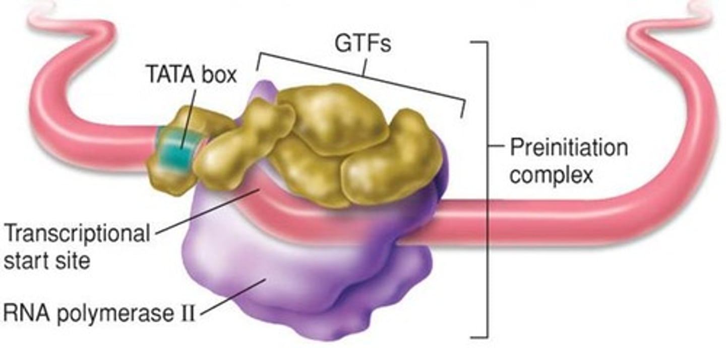 <p>in all eukaryotes; transcribes mRNAs, snoRNAs, snRNAs, and miRNAs</p>