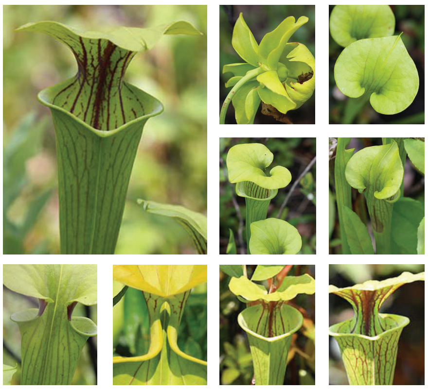 <p>Yellow pitcherplant</p>