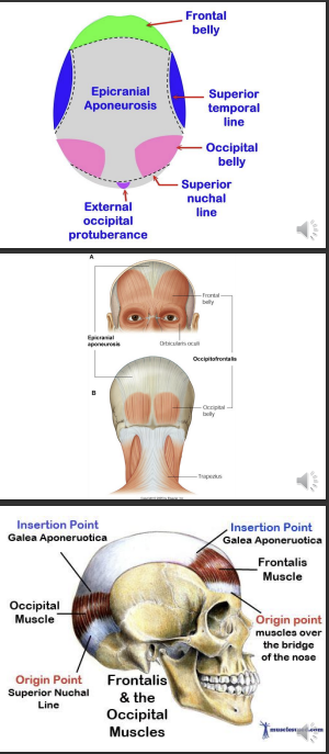 <p>acts as a tendon, connects the frontal belly and occipital belly of the occipito-frontalis muscle</p><p>tightly attached to the connective tissue</p><p>the loose subaponeurotic layer - loose areolar tissue</p>