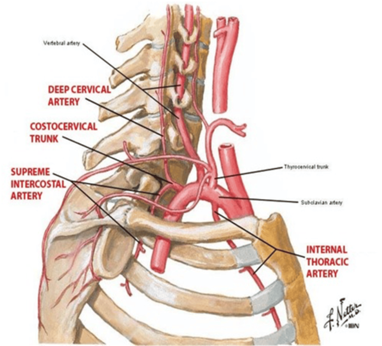 <p>Costocervical trunk</p>