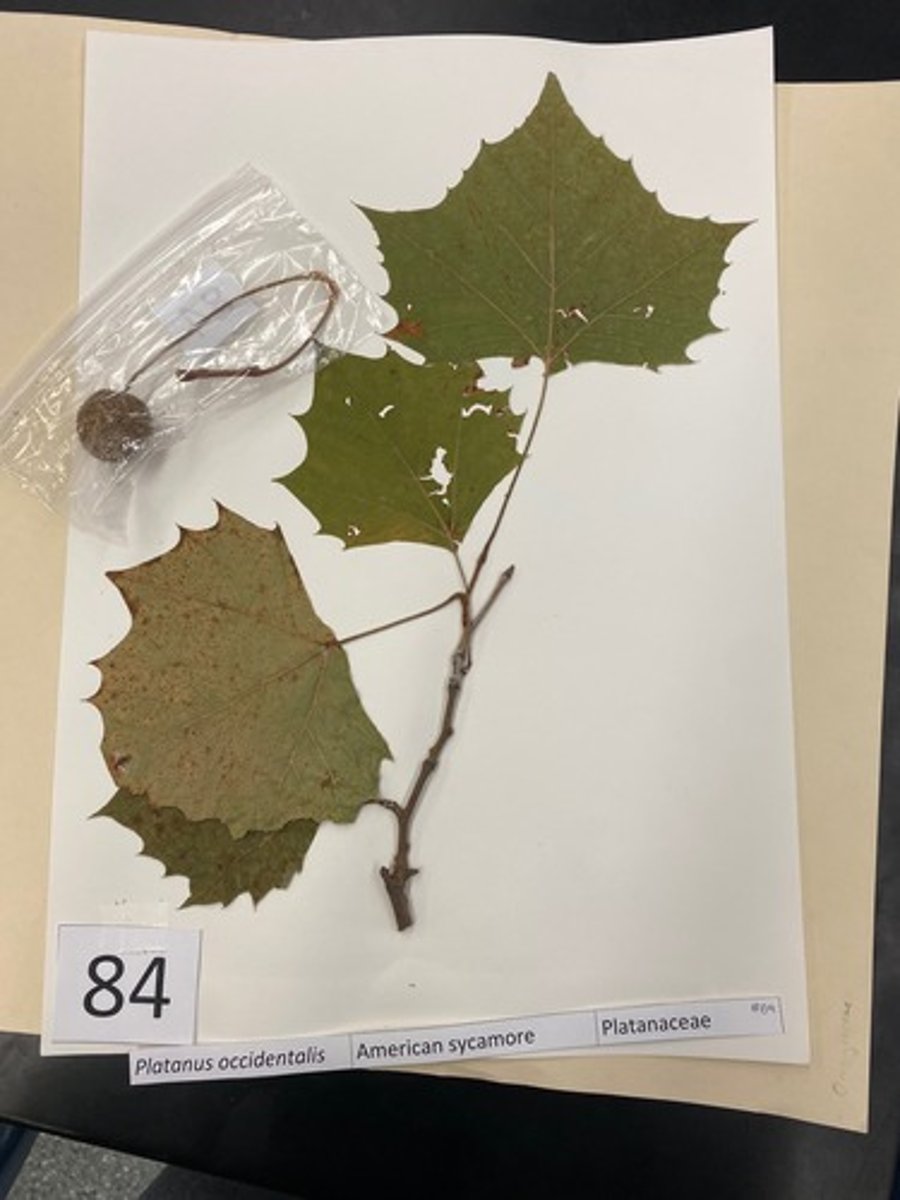 <p>Platanus occidentalis (Platanaceae)</p>