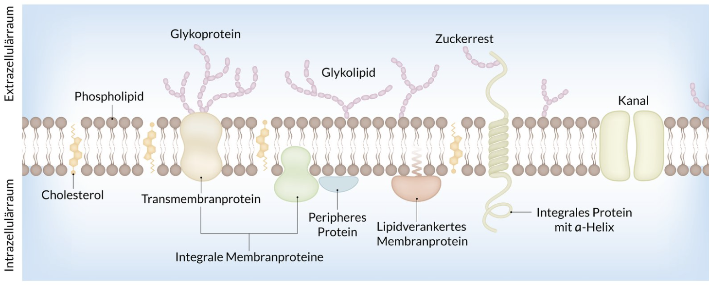 <p>D. They are able to move within the plane of the membrane by diffusion.</p>