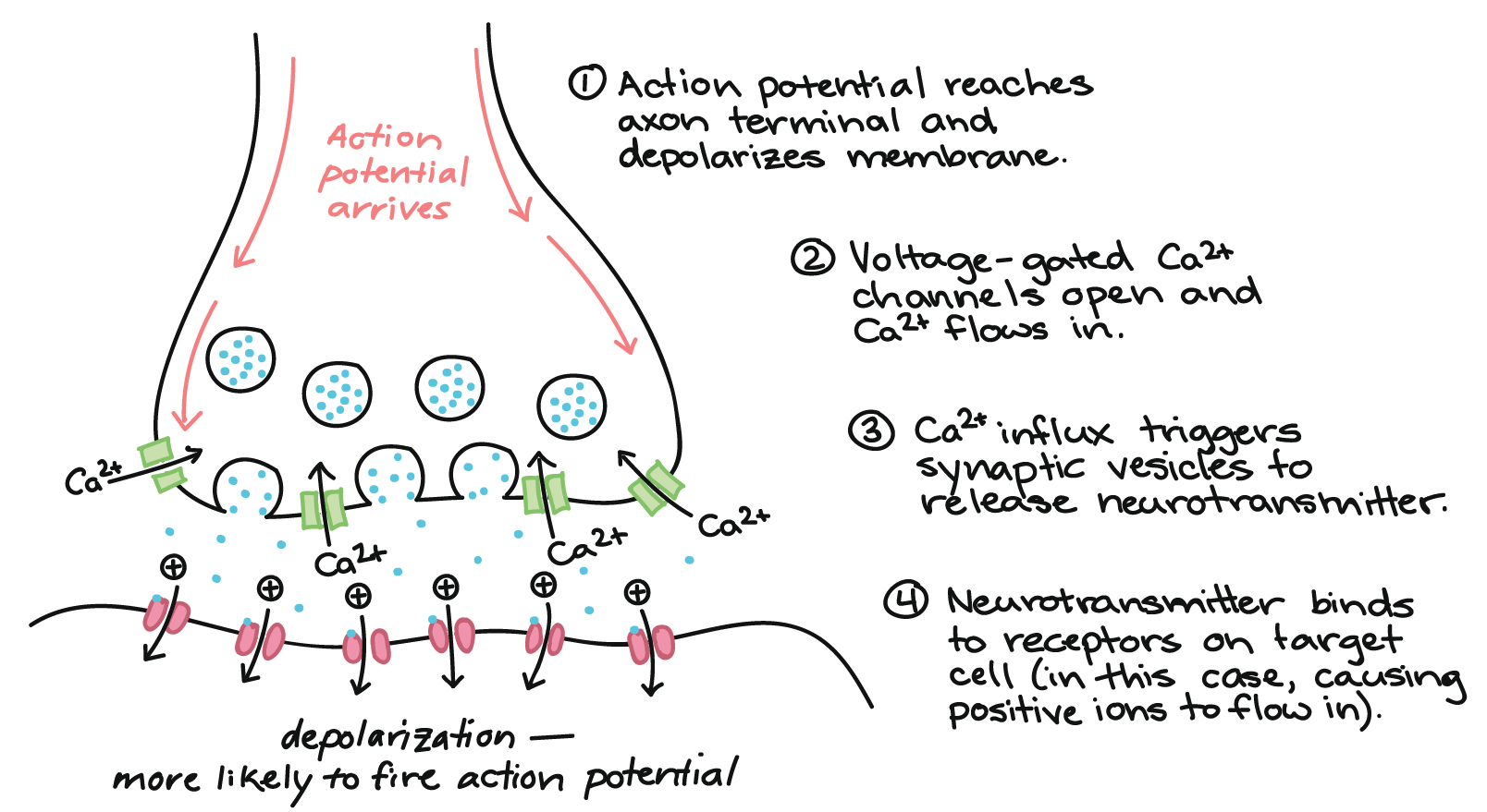 <p>Calcium ions function as a chemical signal triggering exocytosis of neurotransmitters from the presynaptic cell. </p>