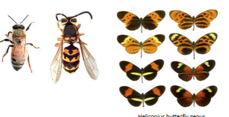 <p>Mullerian mimicry</p>