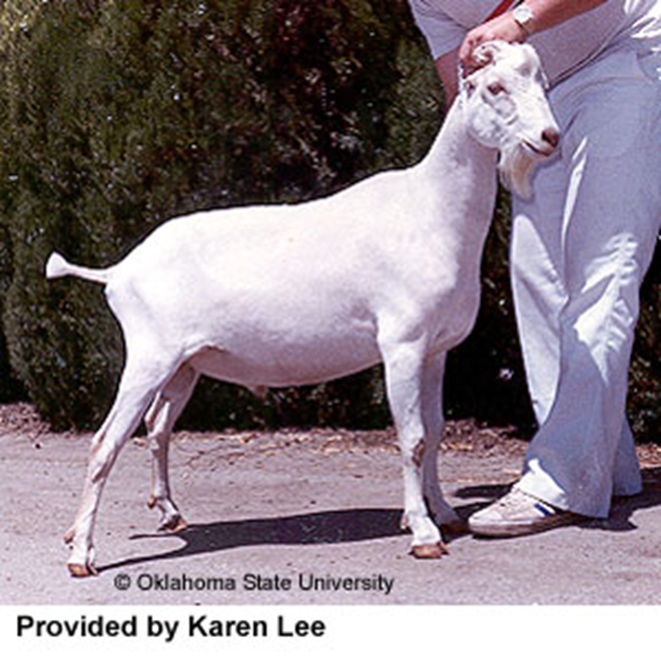 <ul><li><p>distinguished by very short, or the total lack of, external ears</p></li><li><p>crossing of short-eared goat of Spanish origin with purebreds of the Swiss breeds</p></li></ul><p></p>