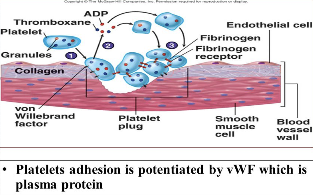 <p></p><ul><li><p><strong>POSITIVE FEEDBACK CYCLE</strong> → as more platelets stick they release more chemicals → which <strong>cause more platelets to stick and release more chemicals</strong> </p></li><li><p><span style="color: red;"><strong>Aggregating (sticking together), forming a plug that temporarily seals the break in the vessel wall</strong></span></p></li><li><p><span style="color: blue;"><strong>Platelet plugs are fine for small vessels tears, but larger breaks in vessel need additional step </strong></span></p></li></ul><p></p>