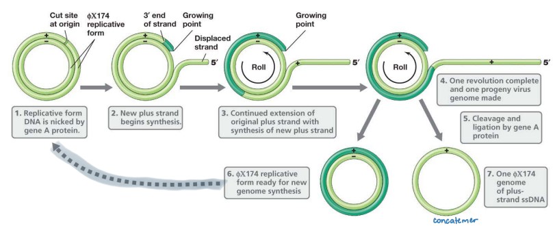 <p><strong>Rolling Circle Replication</strong></p><ul><li><p>Uses hosts enzymes to make replicative form</p></li><li><p>(+) ssDNA → dsDNA intermediate form → (+) mRNA</p><ul><li><p>transcribe and translate until increased levels of protein A</p></li></ul></li><li><p>Viral A protein cuts at specific + strand  of circular dsDNA</p><ul><li><p>5′ end is displaced</p></li><li><p>3′ end serves as a primer for DNA synthesis</p></li></ul></li><li><p>(+) strand synthesis is initiated</p></li><li><p>dNTPs added to 3′ end, using exposed (‐) strand as template</p></li><li><p>5′ end of the (+) strand peels away exposing more template</p></li><li><p>SSB’s (ssDNA binding phage proteins) coats the displaced 5′ end to prevent positive strand from serving as a template for DNA polymerase</p></li><li><p>Continued rotation of circle  through replicating site results  in complete linear copy of (+)  strand aka <strong>concatemers</strong></p></li><li><p>Viral A protein cuts (+) ssDNA,  ligates ends to make circular  (+) ssDNA genome</p><ul><li><p>SSBs removed as ssDNA is packaged into the capsid</p></li></ul></li><li><p>(+/‐) dsDNA replicative form  ready for another round of  asymmetric replication</p></li></ul>