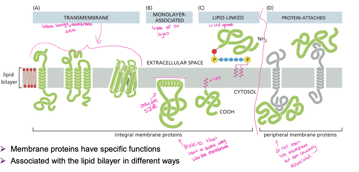 * transmembrane \*
* monolayer-associated \*
* lipid linked\*
* protein attached (peripheral membrane proteins)

\*integral membrane proteins

\
