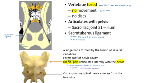 <p>Last sacral and 1st coccidial vertebrae to tuber ishium</p>