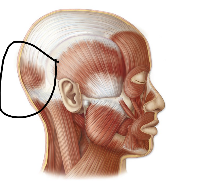 <p>what facial expression bone is this?</p>