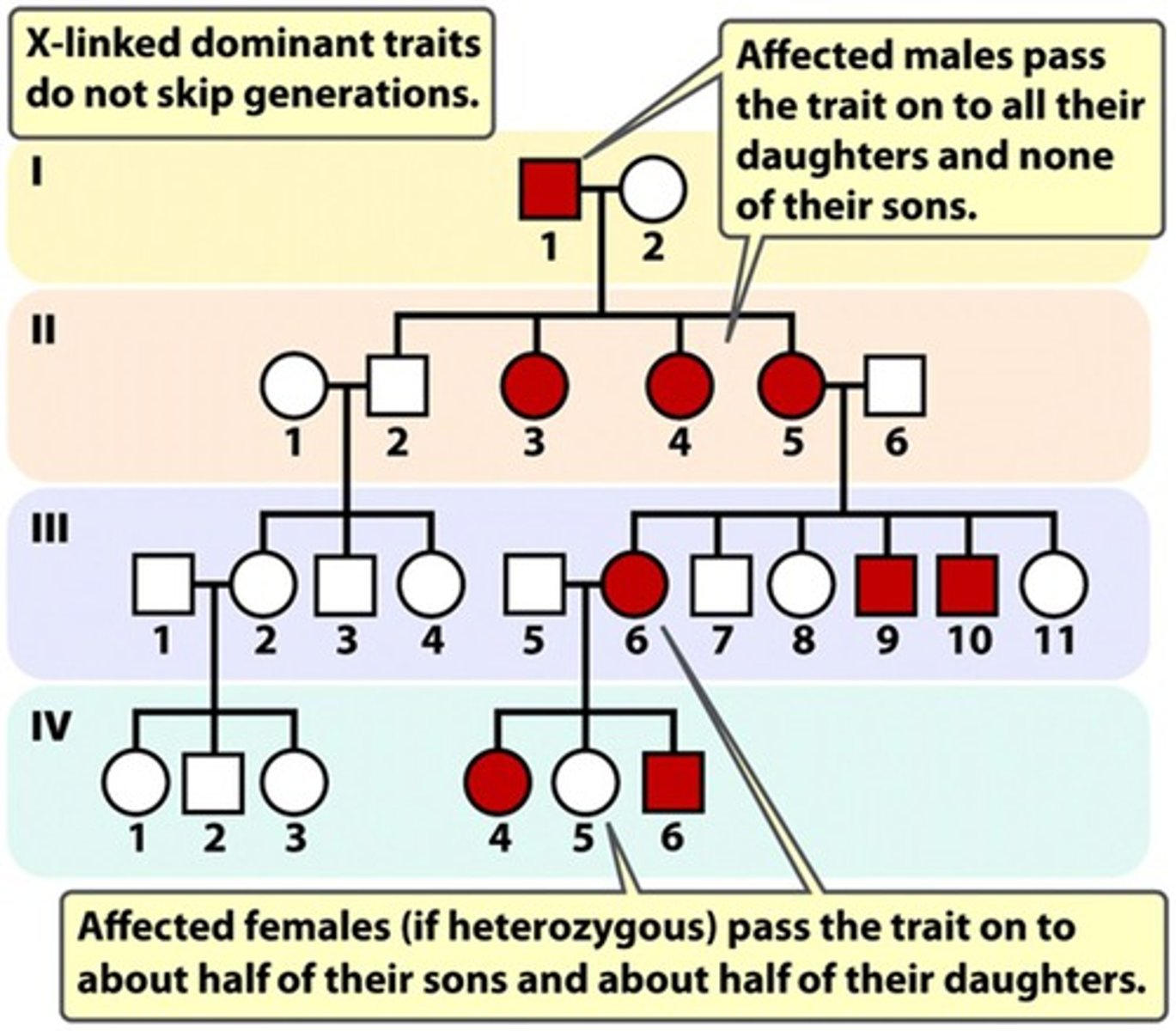 <p>- X-linked dominant traits do not skip generations<br>- Affected males pass on the trait to all their daughters and none of their sons</p>