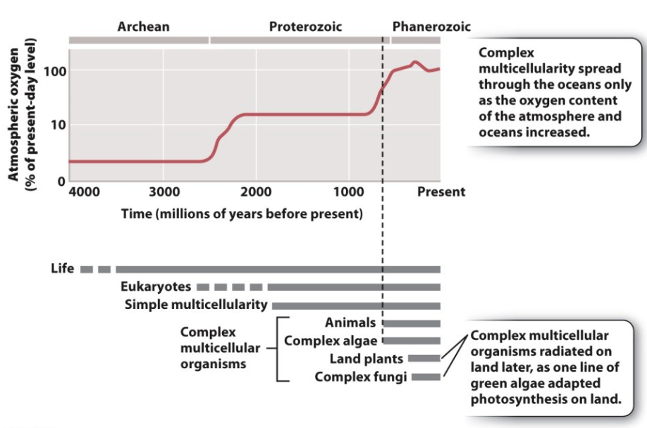 <p>Simple multicellularity appears at the end of the Great Oxygenation Event</p><p>Complex multicellularity appears with subsequent rise in environmental O2 levels</p>