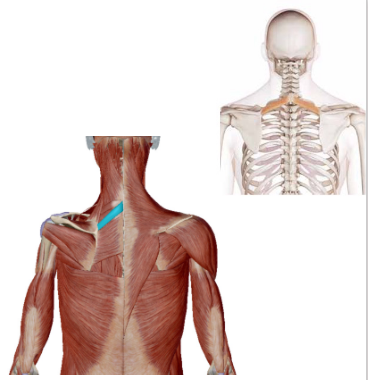 <p>Welke spier is dit</p>