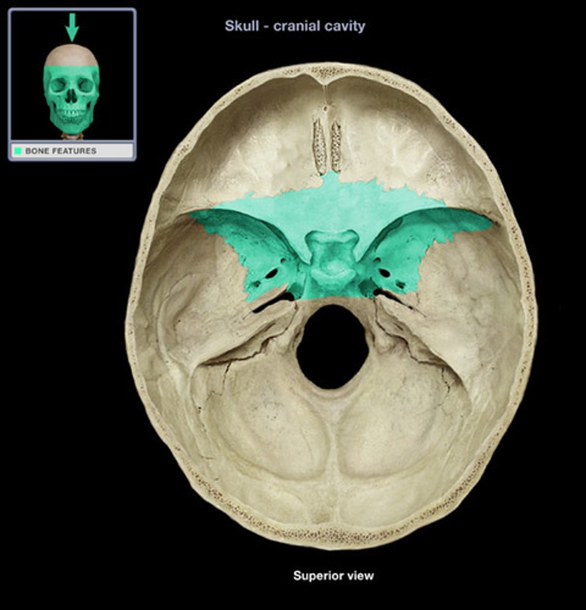 <p>At the anterior part of the base of the skull, binding the other cranial bones together</p>