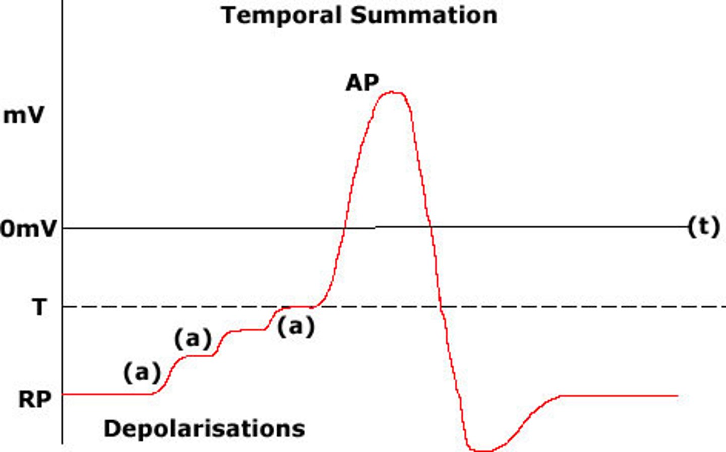 <p>Higher frequency of stimulations increases contraction strength.</p><p>-low frequency stimuli produce identical twitches.</p><p>-high frequency stimuli produce temporal (wave) summation</p><p>(only partial relaxation between stimuli result in incomplete tetanus)</p>