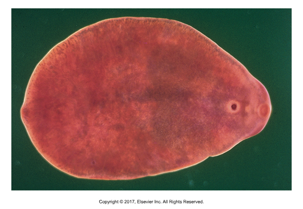 <ul><li><p>Affects: White tailed deer, can use ruminants and sheep as incidental host​</p></li><li><p>    1st intermediate host: aquatic snail​</p></li><li><p>    No 2nd intermediate host​</p></li><li><p>Cause of infection: Ingestion of vegetation with metacercariae​</p></li><li><p>    Adults in liver parenchyma​</p></li><li><p>    Not zoonotic​</p></li><li><p>    Larger than F. hepatica at 10 cm long, and thicker at 4.5mm ​</p></li><li><p>    Eggs can be found in fecal sedimentation, but only in deer host​</p></li></ul><p></p>