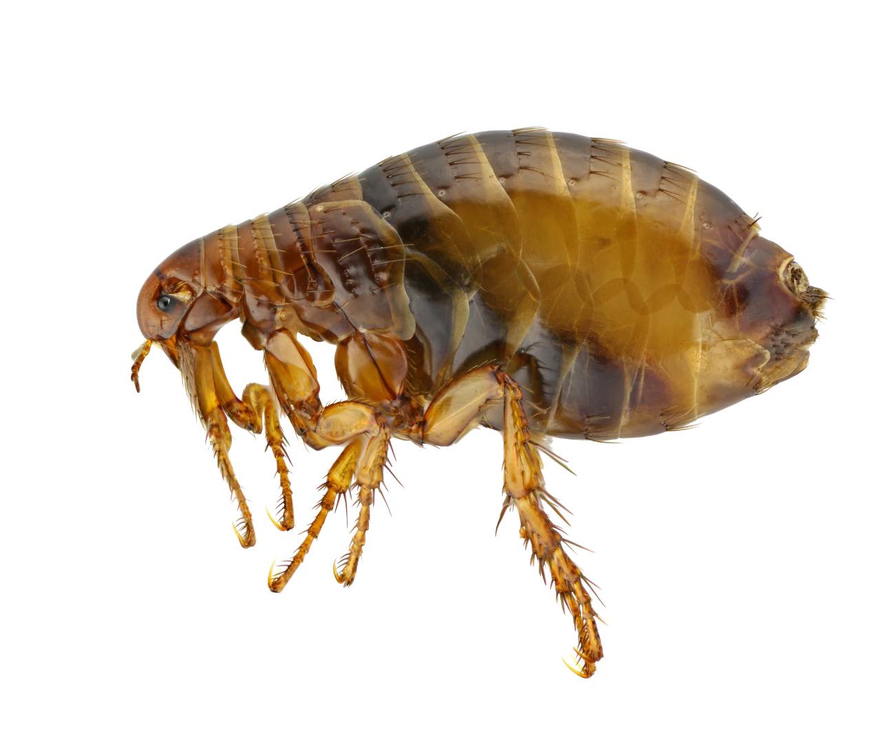 <p>Fleas</p>