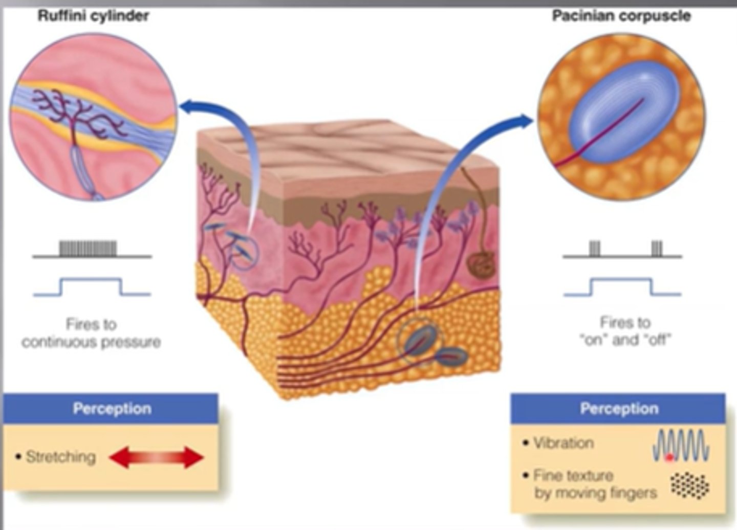 <p>Ruffini cylinders: top layer of deeper skin<br>Pacinian corpuscles: bottom layer of deeper skin<br><br>^ BOTH are involved in *<strong>picking up broader distortions/vibrations</strong>*’</p><ul><li><p>on/off</p></li></ul>