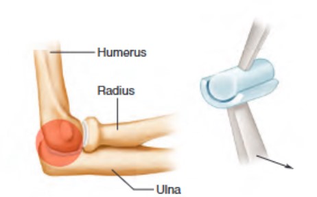 <ul><li><p> flexion + extension movements</p><ul><li><p>convex surface of bone bone fits into the concave surface of another</p></li><li><p>found in elbow and joints of phalanges</p></li><li><p>uniaxial</p></li></ul></li></ul><p></p>