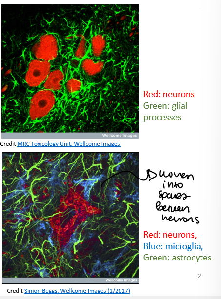 <p>There are 10-50 times as many glial cells than neurons</p><p>PNS:</p><ul><li><p>glial cells are called schwann cells</p></li><li><p>make myelin for peripheral neurons</p></li></ul><p>CNS:</p><ul><li><p>microglia</p></li><li><p>oligodendrocytes</p></li><li><p>astrocytes </p></li></ul><p>Ion channel expression:</p><ul><li><p>potassium channels (so can maintain a resting membrane potential close to EK)</p></li></ul>